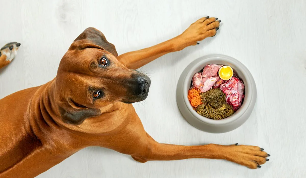 Understanding Different Types of Dog Food