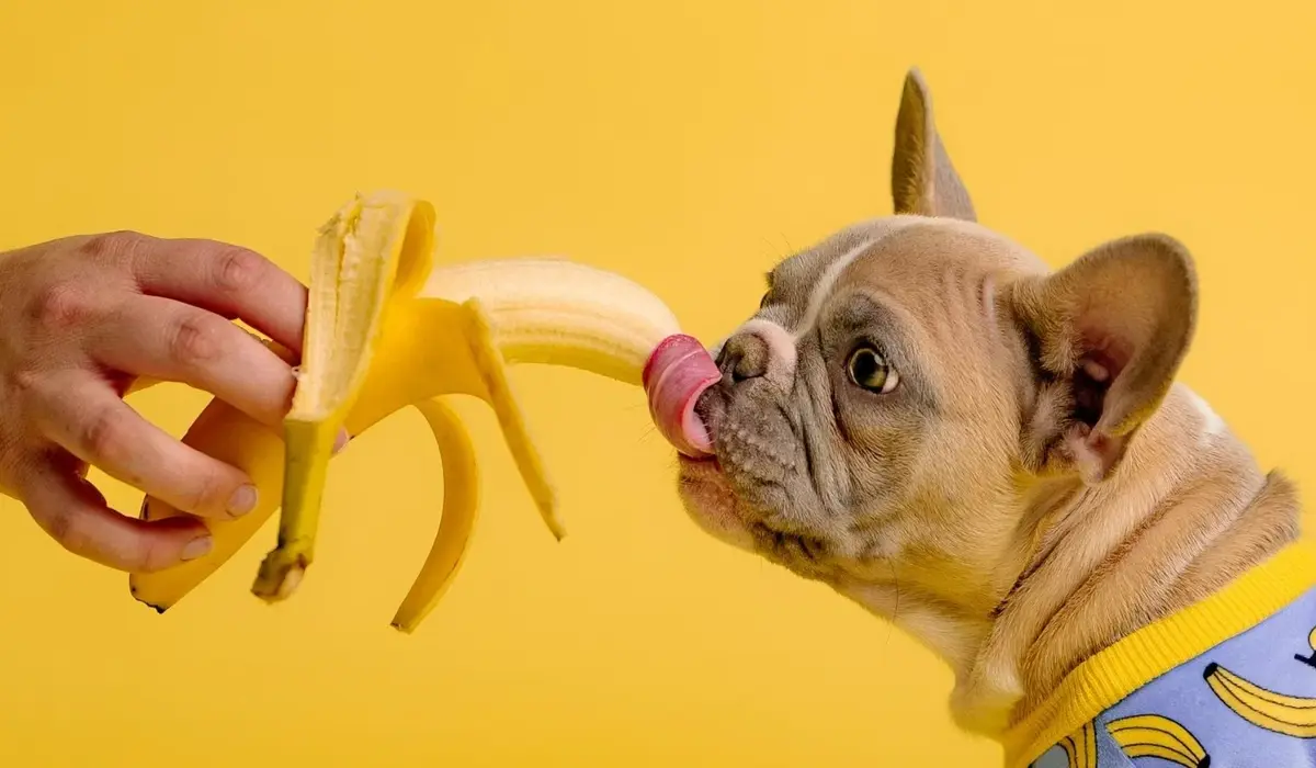 How Many Bananas Can a Dog Eat?