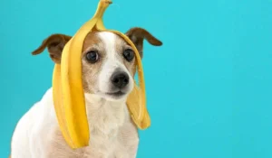 can dogs eat bananas