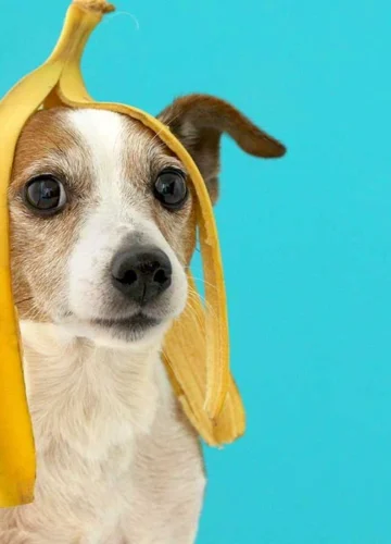 can dogs eat bananas