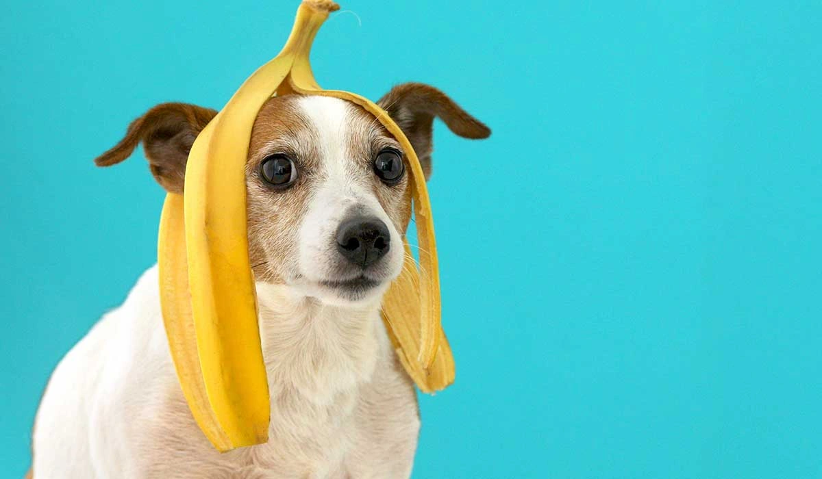 can dogs eat bananas