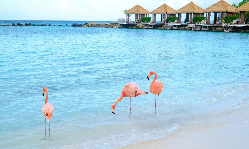 Flamingos beside the turquoise water of Renaissance Island