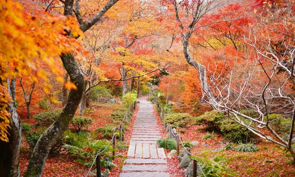 Colorful autumn leaves surrounding a Kyoto temple.