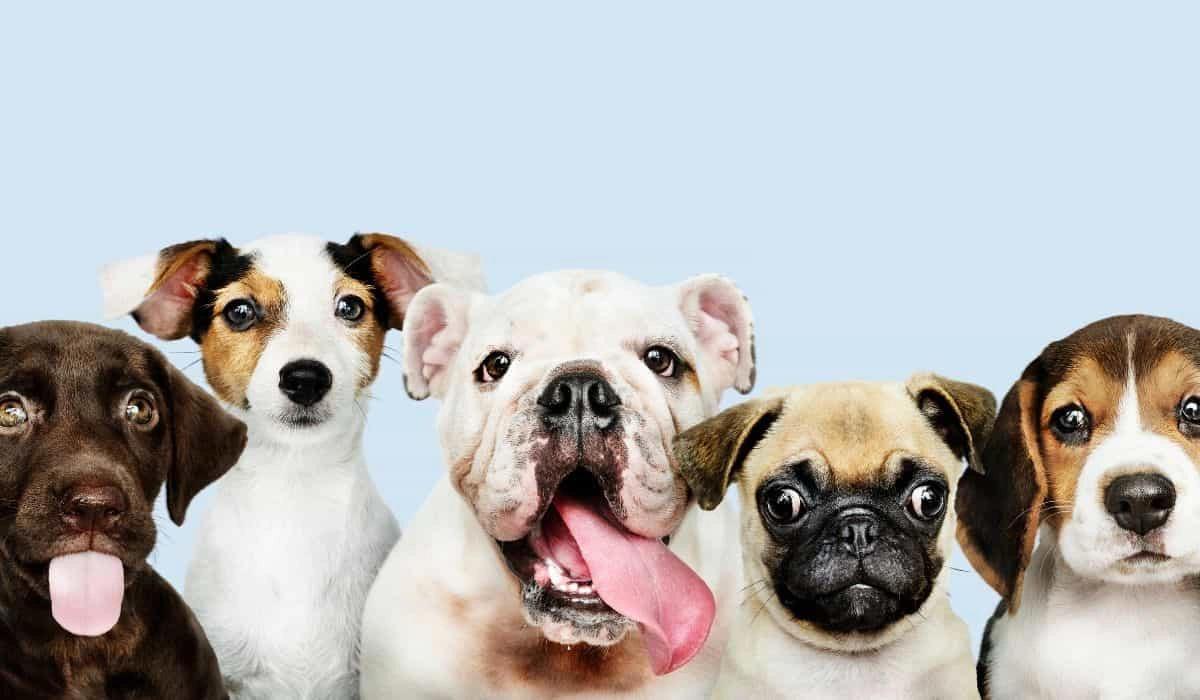 Complete List of Dog Food Brands with Ratings