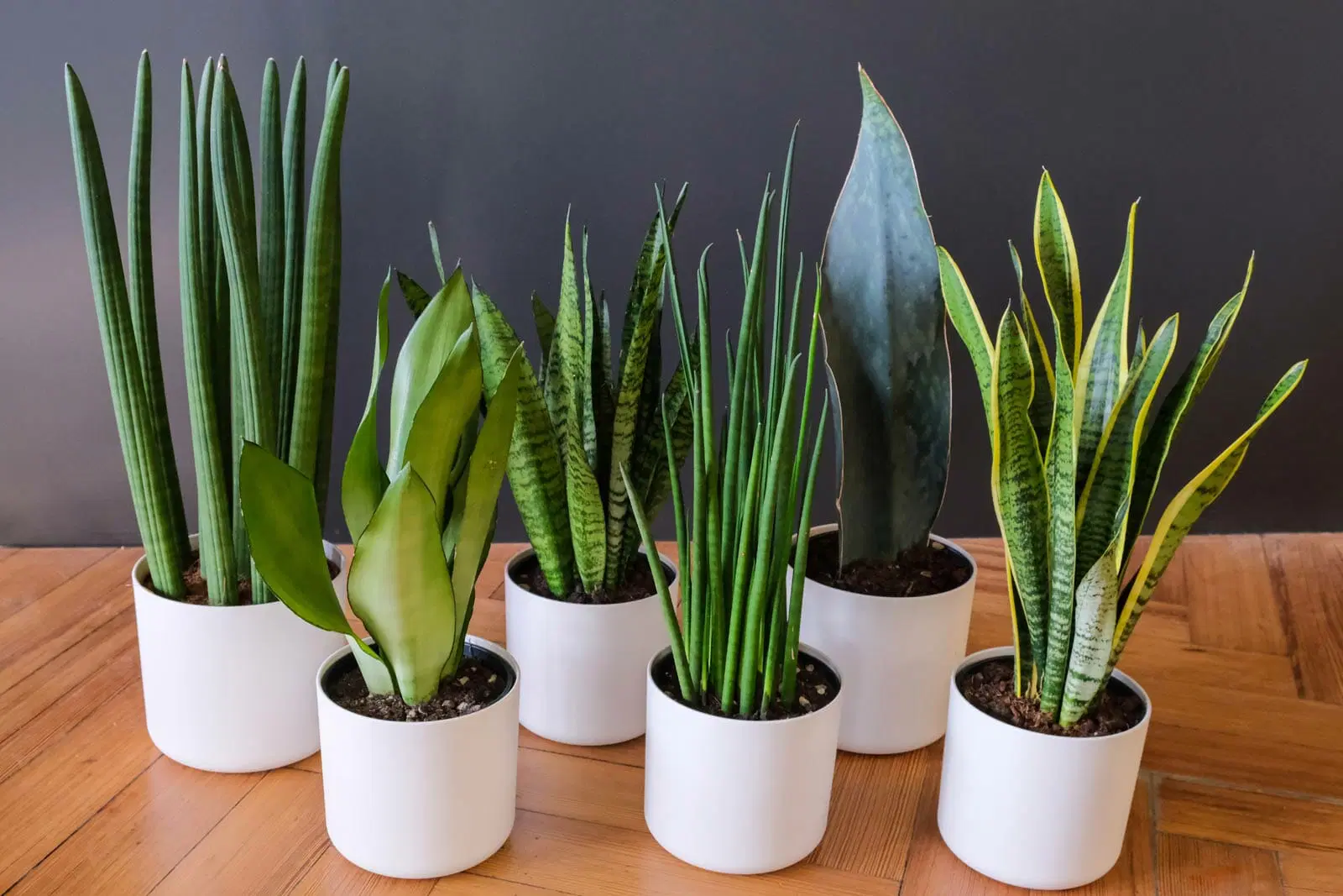 Indoor Plants That Make a Room Feel Fresher