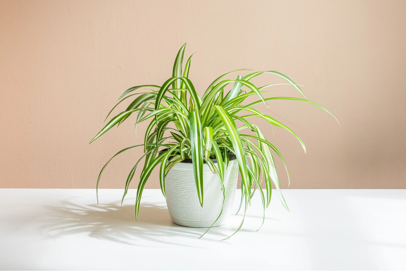 Which Indoor Plants Are Worth Considering?